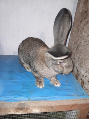 iepure uras german  - imagine 3