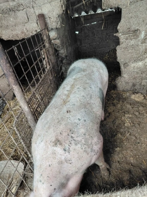 vând porc  - imagine 4