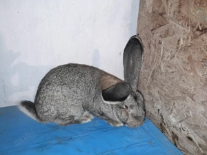 iepure uras german  - imagine 2