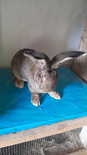 iepure uras german  - imagine 5