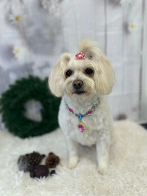    Toaletaj Canin Profesional   Sector 6, Drumul Taberei | Animed Pro - imagine 4