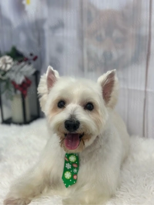    Toaletaj Canin Profesional   Sector 6, Drumul Taberei | Animed Pro - imagine 3