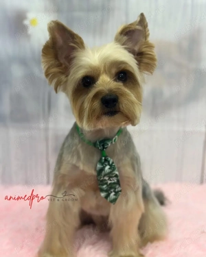    Toaletaj Canin Profesional   Sector 6, Drumul Taberei | Animed Pro - imagine 2