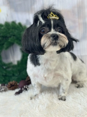    Toaletaj Canin Profesional   Sector 6, Drumul Taberei | Animed Pro - imagine 5