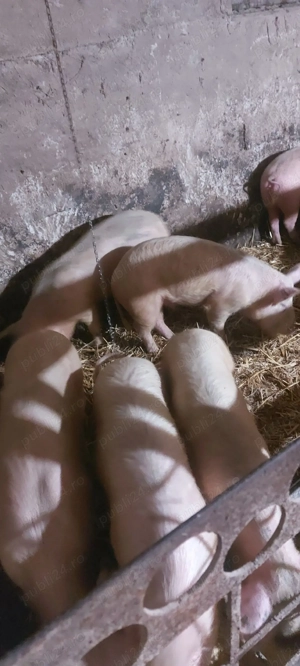 porci de casa  - imagine 2