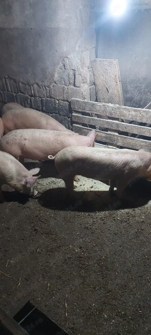 porci de casa - imagine 4