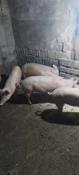 porci de casa - imagine 3