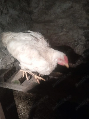 găini record fără colesterol  - imagine 2