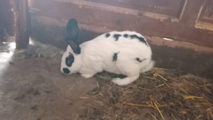 vând urgent8 iepuri - imagine 2