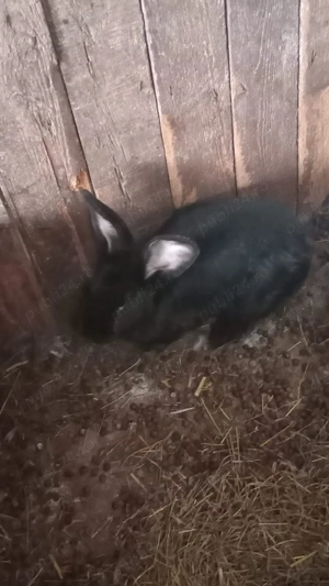 vând urgent8 iepuri - imagine 3