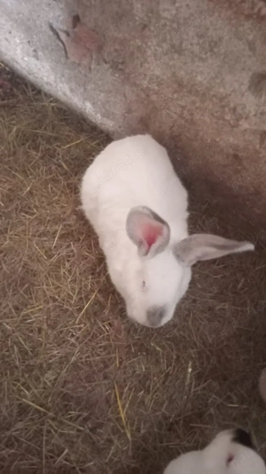 vând urgent8 iepuri - imagine 4