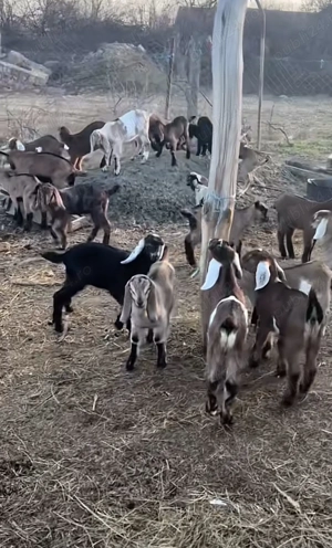 Vand capre sunati pentru detali nu dati sms!!!! - imagine 2