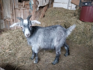 Tap metis cu Anglonubian de 5 luni