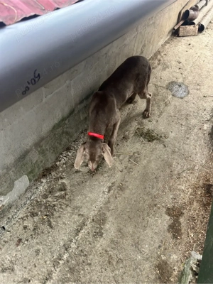 Brac de wemar - imagine 3