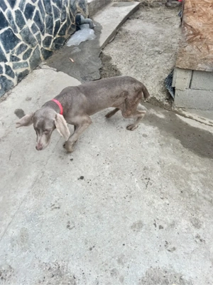 Brac de wemar - imagine 2