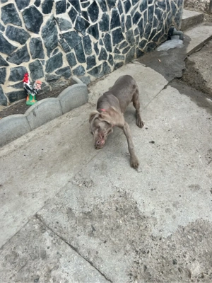 Brac de wemar - imagine 4