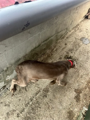 Brac de wemar - imagine 5