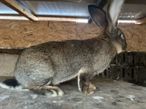 Iepure urias german schimb cu cereale - imagine 3