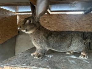 Iepure urias german schimb cu cereale - imagine 2