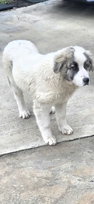 Vand catelușa ciobanesc de bucovina