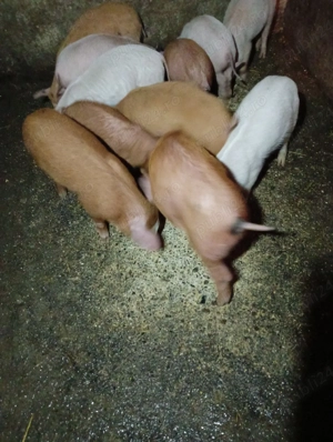 10 SĂPTĂMÂNI 350 lei bucata tel  . - imagine 2