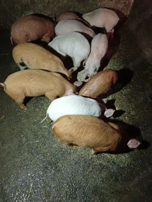 10 SĂPTĂMÂNI 350 lei bucata tel  . - imagine 3