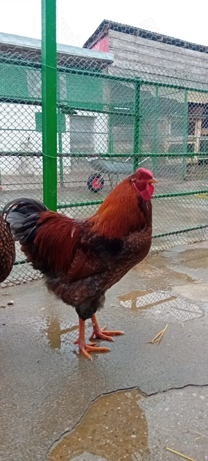 cosi rasa wiandot anbrok 