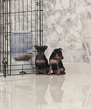 pinscher pitic mascul