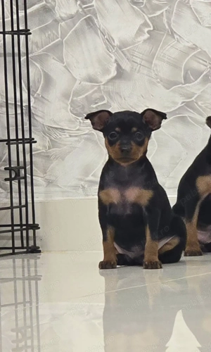 pinscher pitic mascul - imagine 3