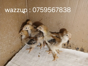 Vând 5 pui Wyandotte porțelan 