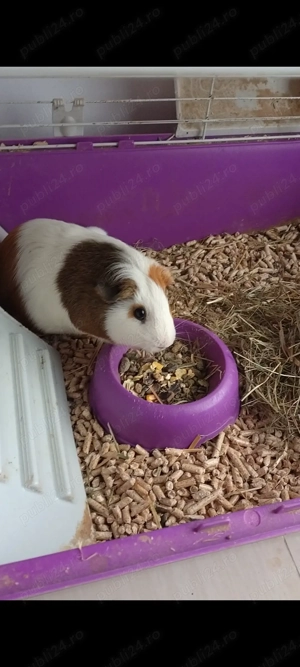 Donez purcelus de guineea - imagine 4