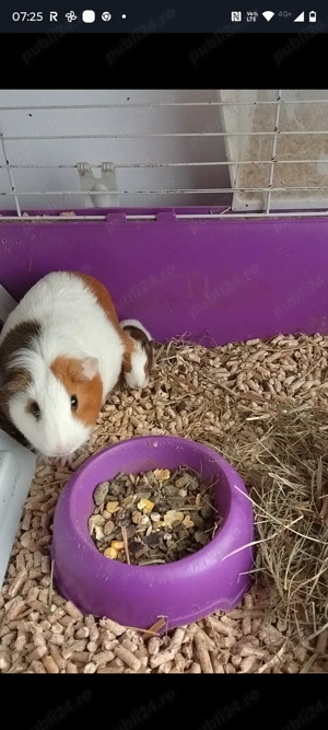 Donez purcelus de guineea - imagine 3