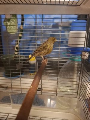 Canari frumoși cauta alta casă