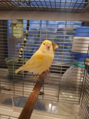 Canari frumoși cauta alta casă - imagine 2