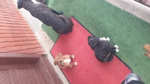 vand 2 catei mastiff englez