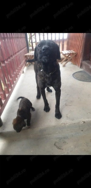 vand 2 catei mastiff englez - imagine 2