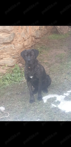 vand 2 catei mastiff englez - imagine 5