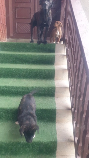 vand 2 catei mastiff englez - imagine 3