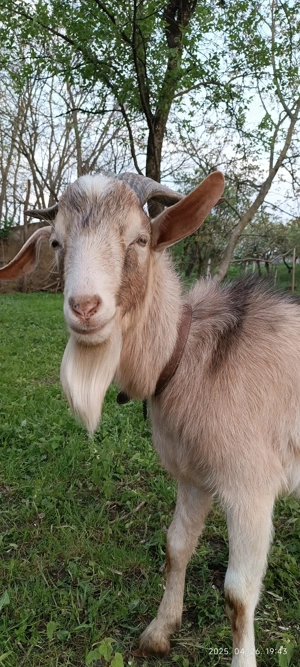 Tap si doi capre - imagine 2