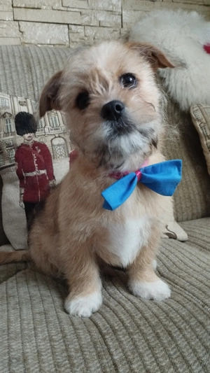 Vând cățeluși! - imagine 3