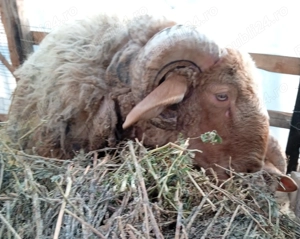 Berbec awassi (avas) - imagine 4