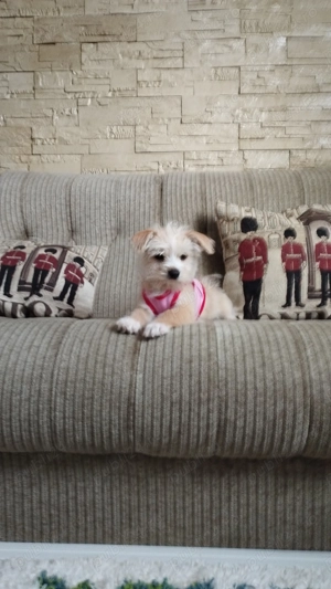 Vând cățeluși! - imagine 2