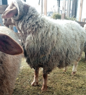 Berbec awassi (avas) - imagine 3