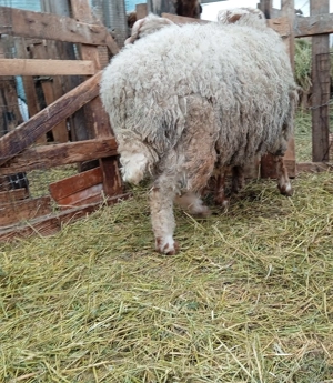 Berbec awassi (avas) - imagine 2