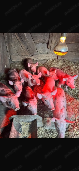 Vând purcei de 6 săptămâni  - imagine 3