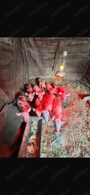 Vând purcei de 6 săptămâni  - imagine 2