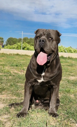 Cane Corso mascul si femela 3 ani - imagine 2