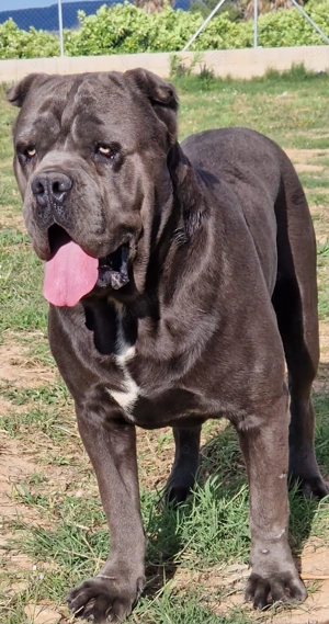 Cane Corso mascul si femela 3 ani