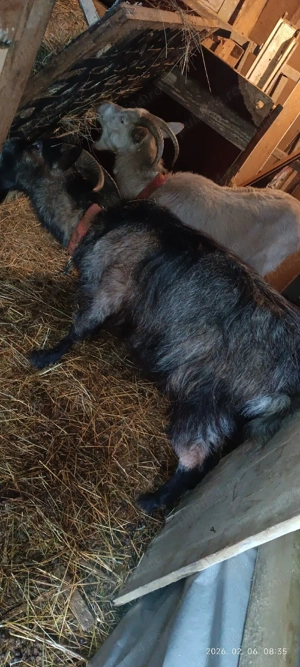 Tap si doi capre - imagine 4