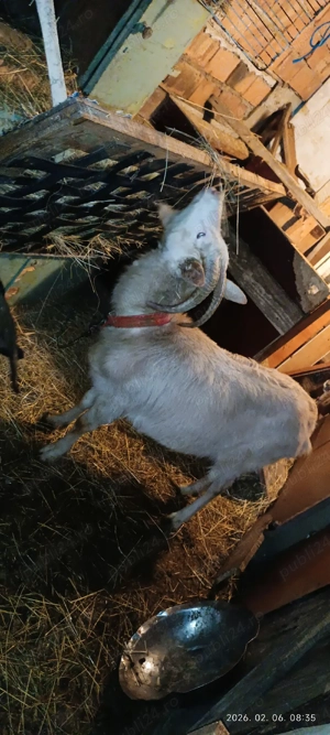 Tap si doi capre - imagine 3